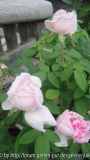 Archiduchesse Elisabeth d'Autriche4