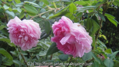 Archiduchesse Elisabeth d'Autriche1
