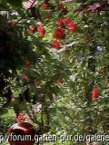 rotes Roseneck vor der Haustür