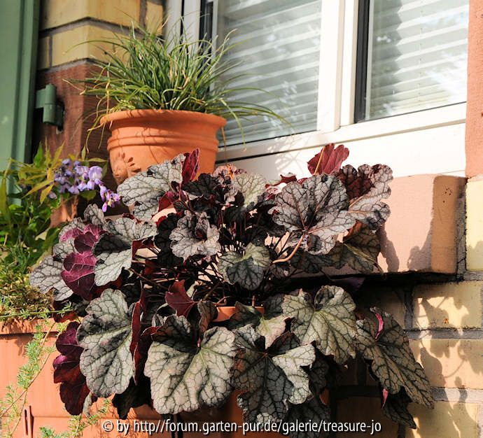 Heuchera Plum Pudding im Fensterkasten