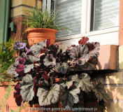Heuchera Plum Pudding im Fensterkasten