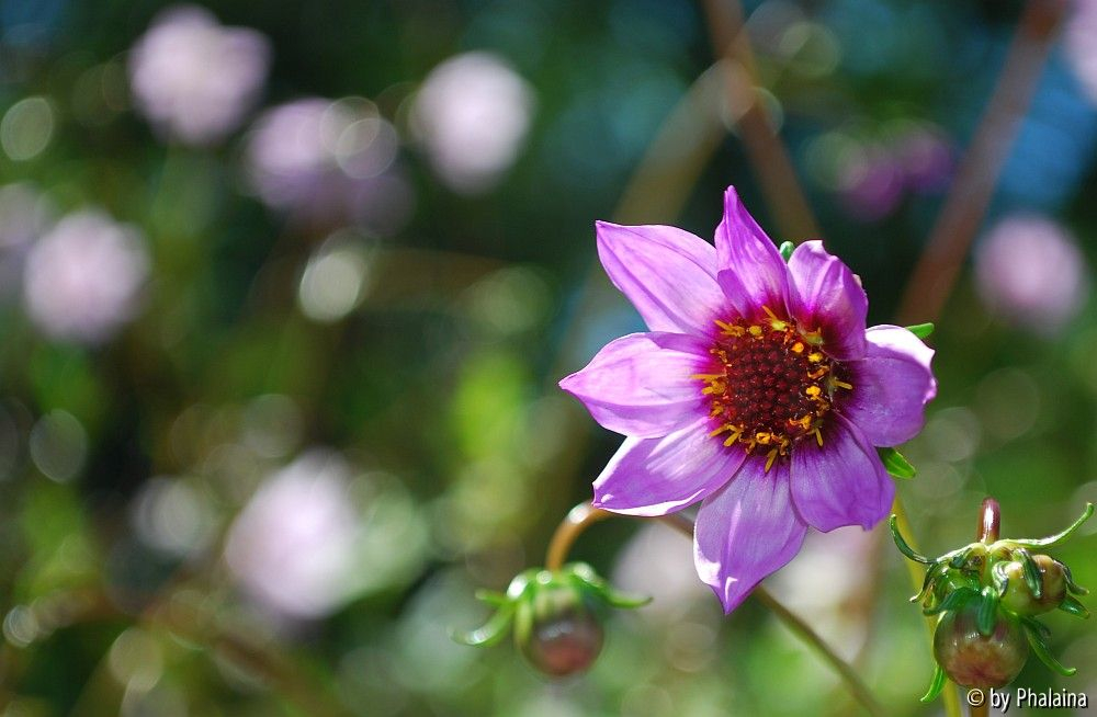 Wilddahlie