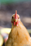 Hähnchen-Portrait