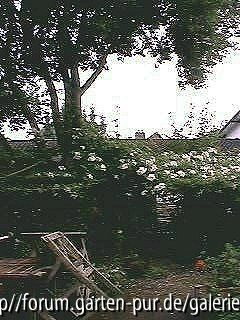 Brenda Colvin in der alten Weide