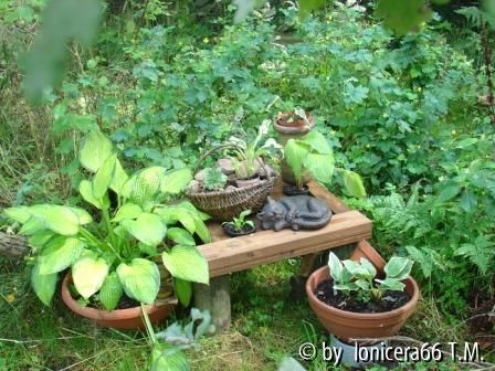 Hosta