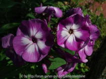 Phlox Uspech 2010