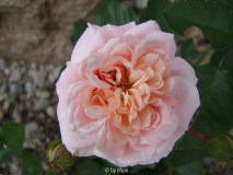 Isarperle