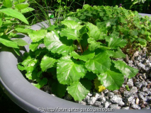 Primula juliae 2010
