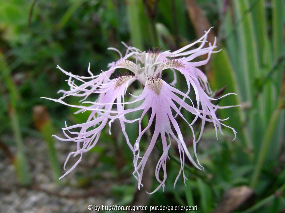 Dianthus superbus