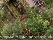 Feuerbeet am Rosenbogen