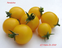 Pendulina Frucht