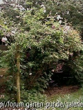 Weidenlaube