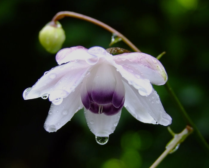 Anemonopsis macrophylla