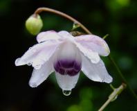 Anemonopsis macrophylla
