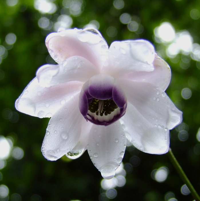 Anemonopsis macrophylla