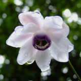 Anemonopsis macrophylla