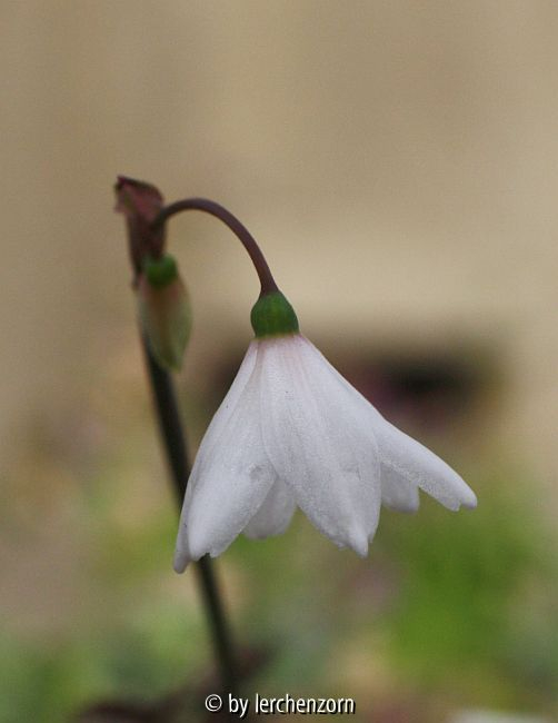 Herbst-Knotenblume (Acis autumnalis oder Leucojum autumnale)