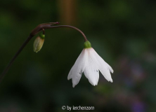 Herbst-Knotenblume (Acis autumnalis oder Leucojum autumnale)