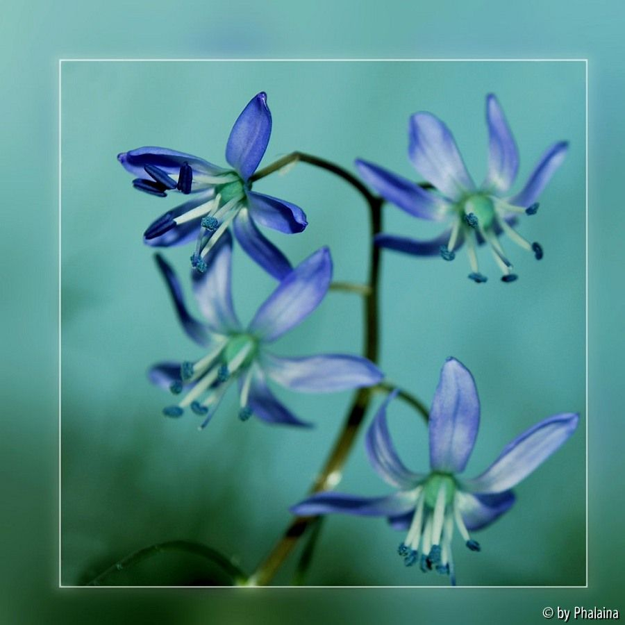 Scilla