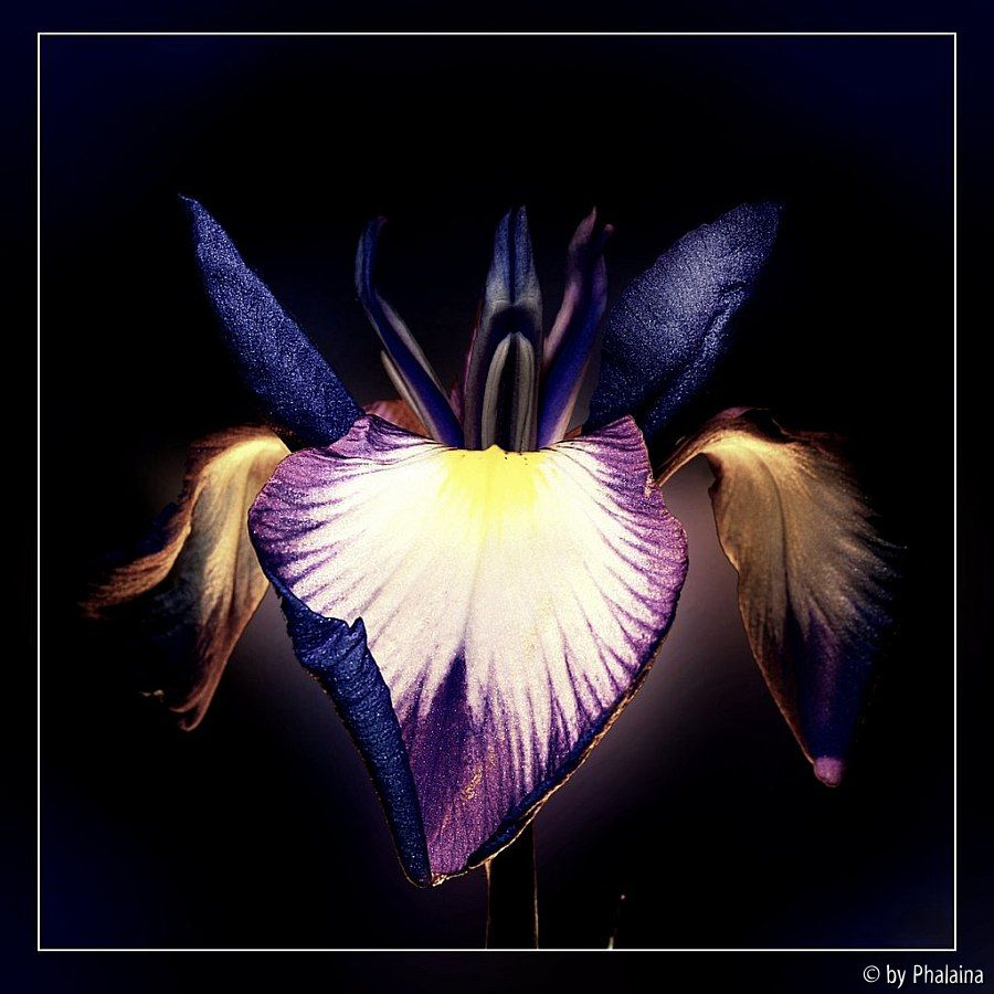 Iris