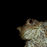 Kröte