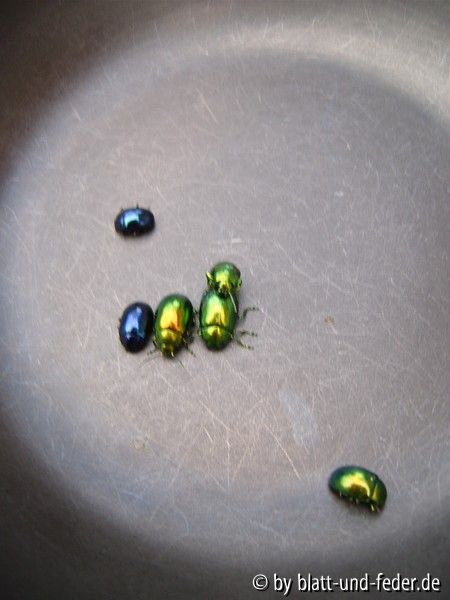 Blattkäfer 4