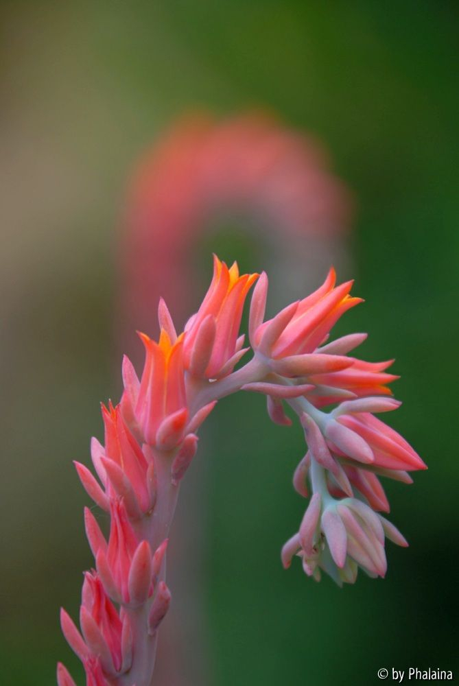 Echeveria Testbild