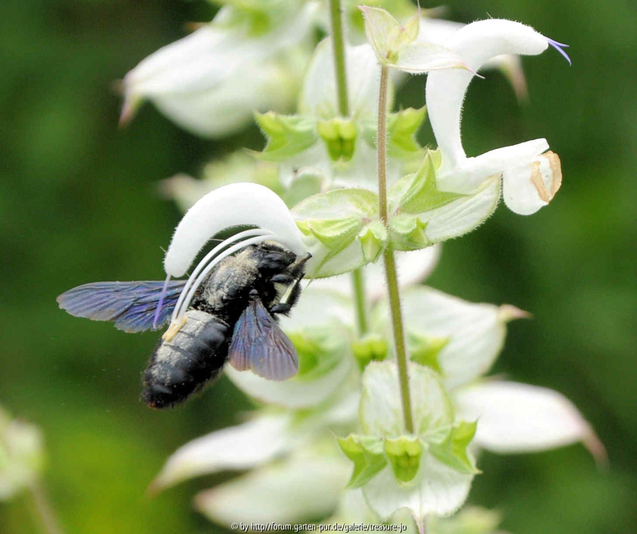 Holzbiene an Salvia sclarea Vatikan White