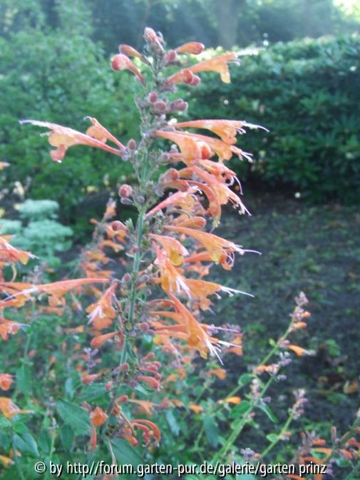Agastache aurantiaca (2010-08)