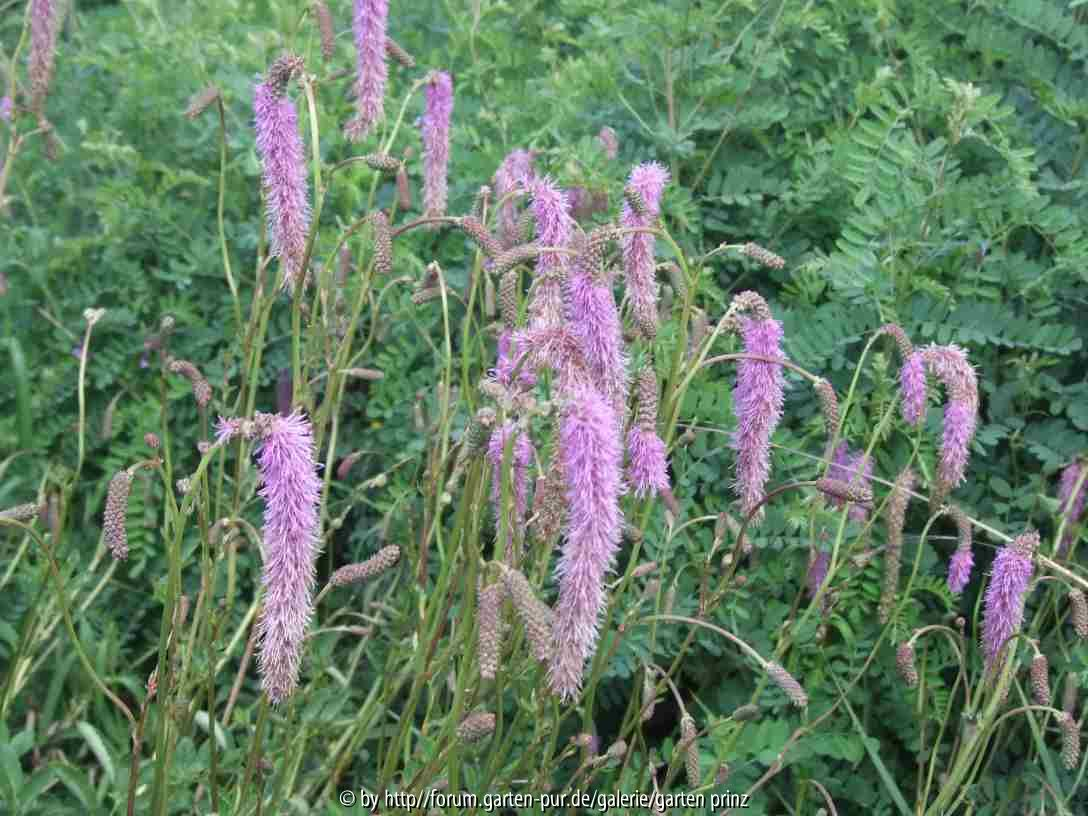 Sanguisorba hakusanensis (2010-08)