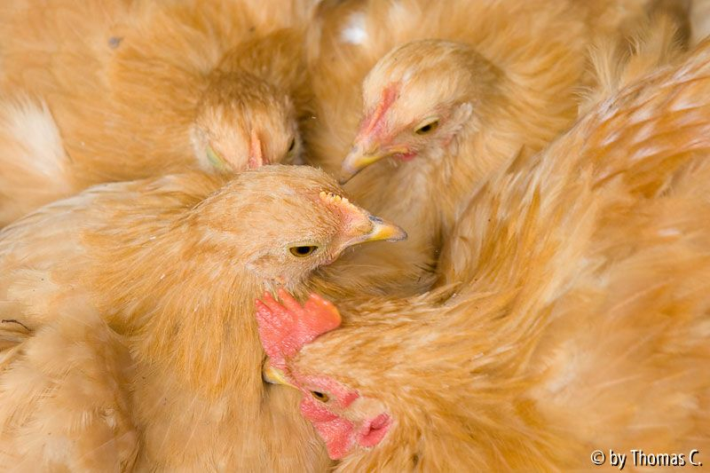 Kuscheln und Gefieder reinigen