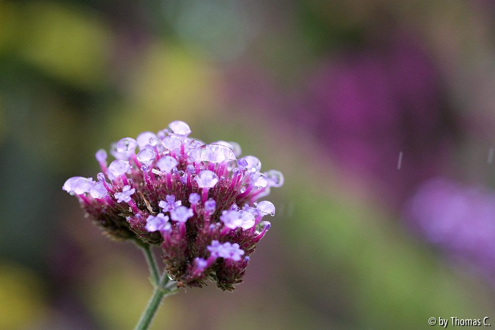 Farben im Regen