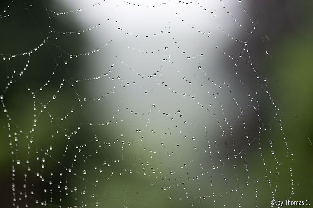 Spinnennetz im Regen