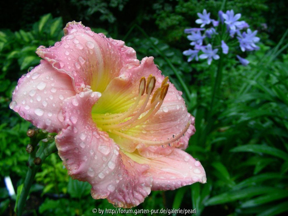 Shantih 15_ August 2010