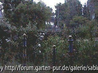 Abendblick über den Gartenzaun