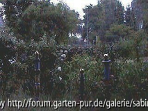 Abendblick über den Gartenzaun