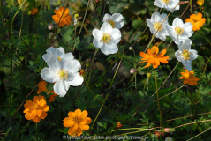 Anemone Honorine Jobert mit Cosmos sulph