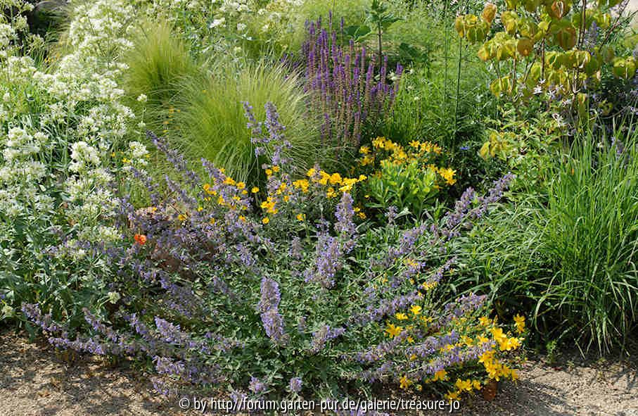 Nepeta Centranthus Salvia und Co