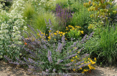 Nepeta Centranthus Salvia und Co