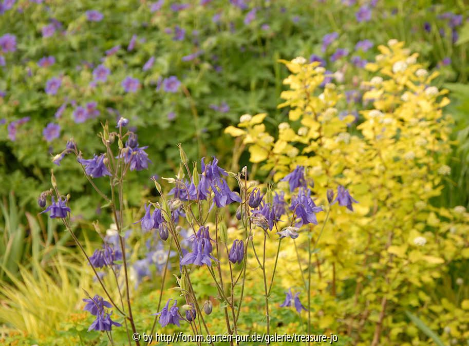 Aquilegia Geranium Physocarpus