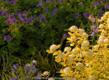 Physocarpus Aquilegia