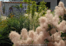 Cotinus-Wolke