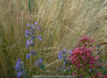 Centranthus Nassella Nepeta