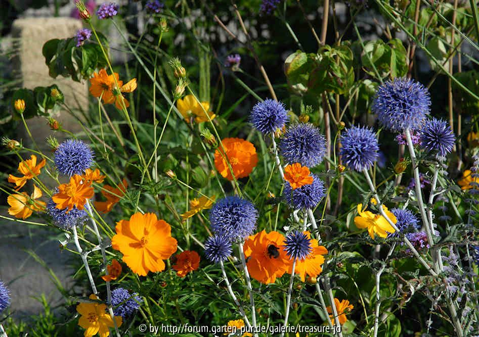 Echinops Cosmos
