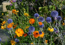 Echinops Cosmos