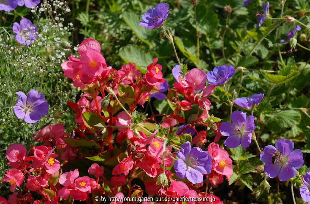 Begonie Geranium Jolly Bee