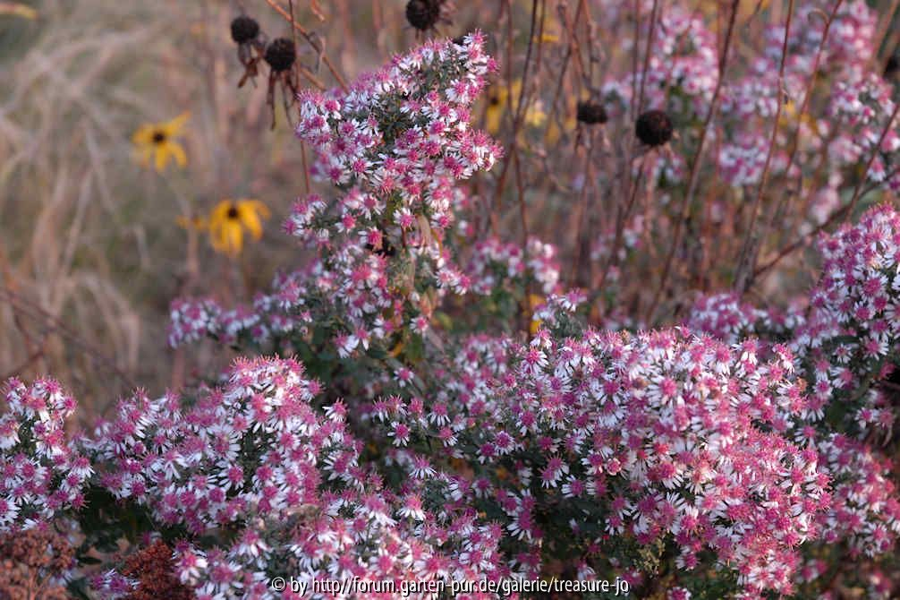 Schlossgärtchen Herbst 3