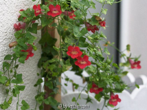 Rankendes Löwenmäulchen (Maurandella antirrhiniflora)