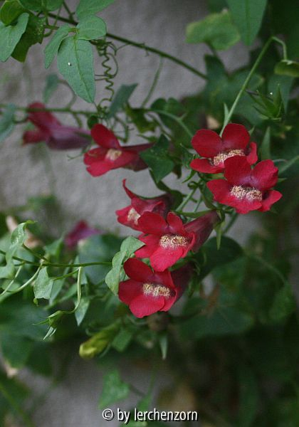 Rankendes Löwenmäulchen (Maurandella antirrhiniflora)