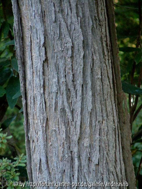 Catalpa-fargesii-duclouxii_Stamm